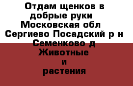 Отдам щенков в добрые руки - Московская обл., Сергиево-Посадский р-н, Семенково д. Животные и растения » Собаки   